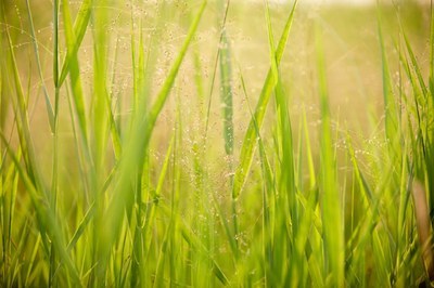 CONAI – Procedure semplificate per gli imballaggi rigenerati