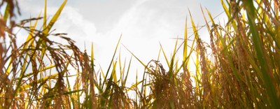 Decreto Legge Semplificazioni: novità in materia ambientale