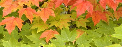 Sviluppo Sostenibile - Come valutare e comunicare l'impatto ambientale del prodotto - Corso del 27 novembre