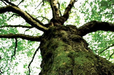 CCNL 21 marzo 2012 per gli addetti all'industria dei servizi di igiene ambientale: cessazione erogazione Compenso forfettario temporaneo