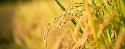 CCNL Industria Alimentare - Accordo di rinnovo del CCNL