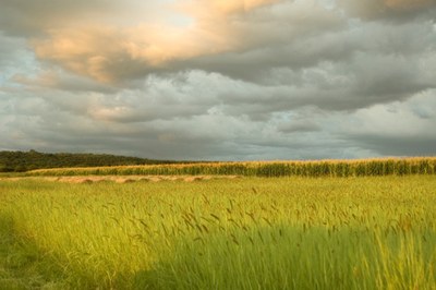 Bando OpenAgri: dal Comune di Milano 30 ettari di terreno per sviluppare progetti di agricoltura periurbana