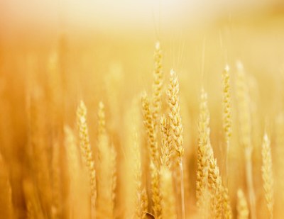 Heidelberg Innovation Forum: il 9 Luglio in Germania la fiera dedicata all'AgTech e al FoodTech